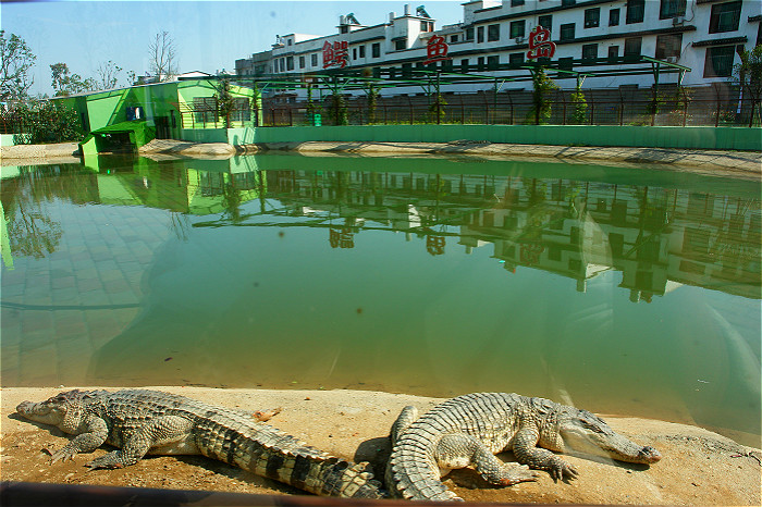 柏樂園研學基地—鱷魚島