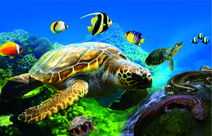 柏樂園研學基地—中國龜谷